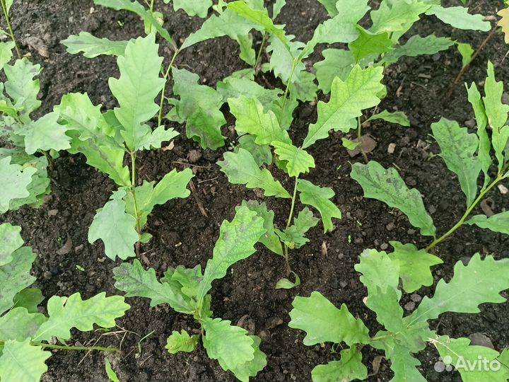 Саженцы дуба