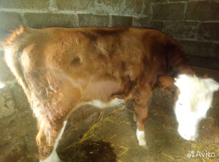 Бычки на откорм