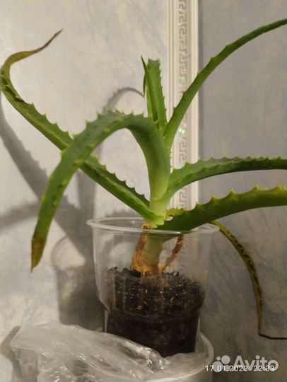 Алоэ столетник