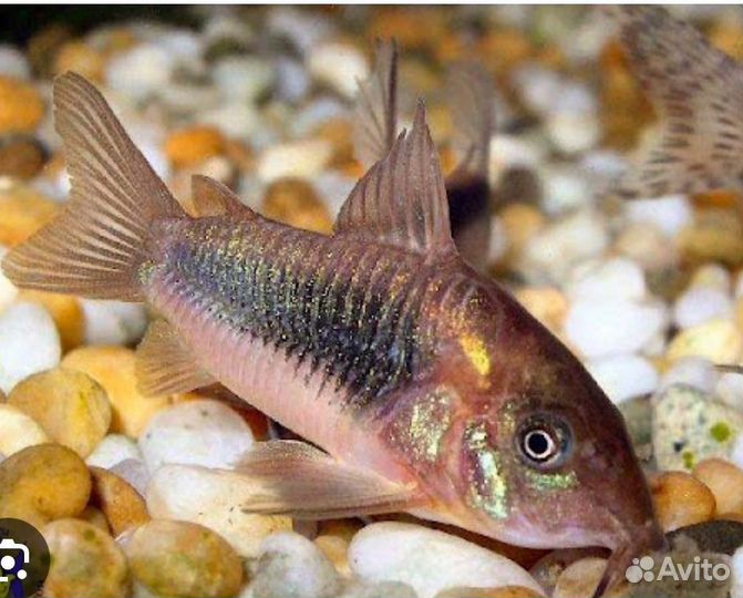 Аквариумные рыбки