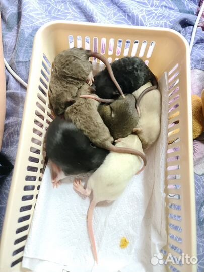 Крыса дамбо