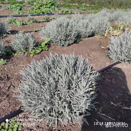 Лаванда широколистная