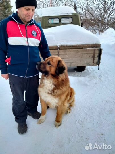 Щенки московской сторожевой