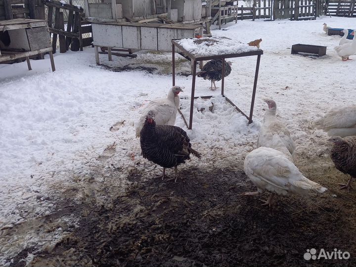 Продам индюшиное инкубационное яйцо