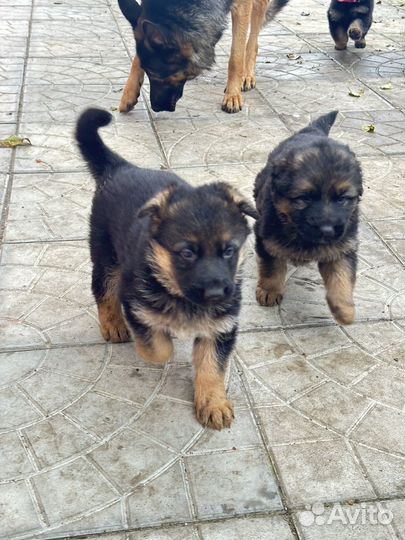 Красивые щенки