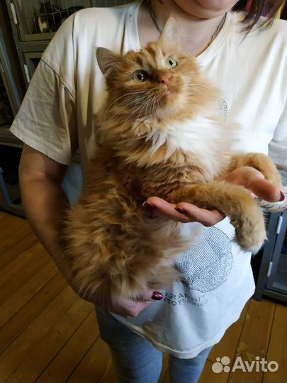 Кошка Лиса в добрые руки
