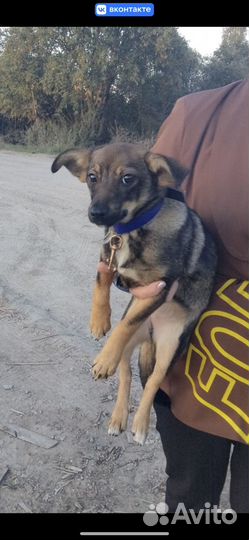 Отдам маленькую собаку