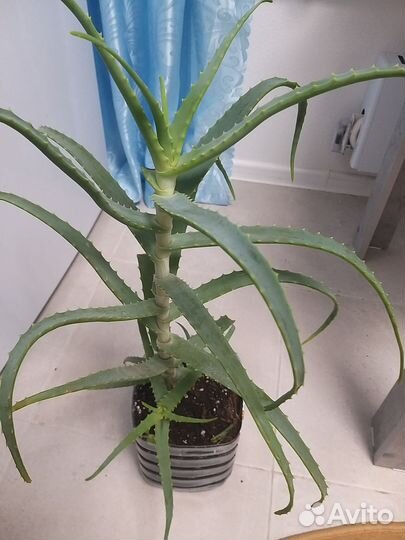 Алоэ лечебный