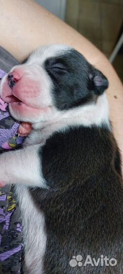 Бронь щенков