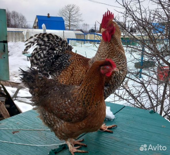 Инкубационное яйцо Билефельдеров