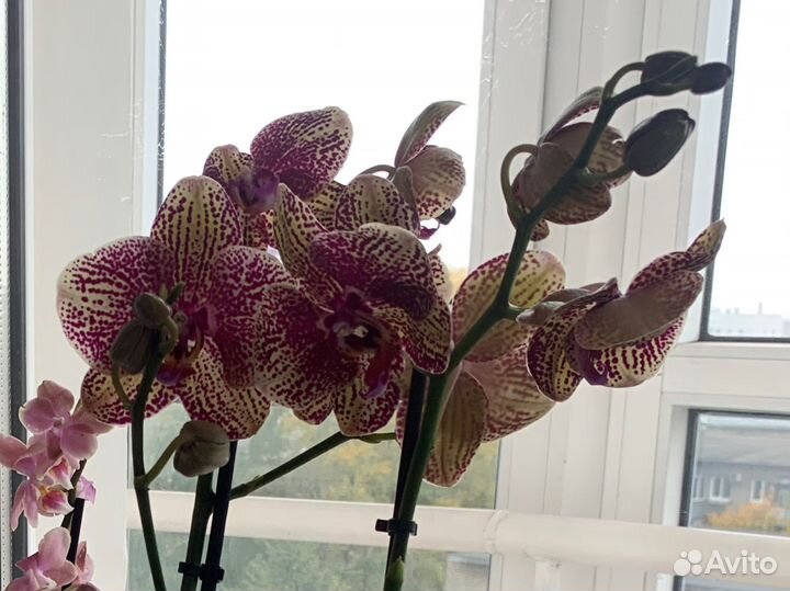 Орхидея фаленопсис