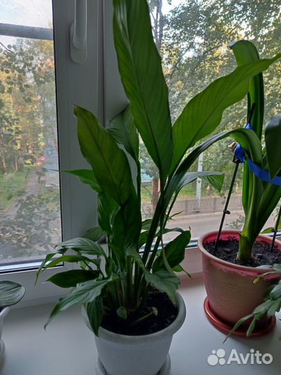 Комнатные растения