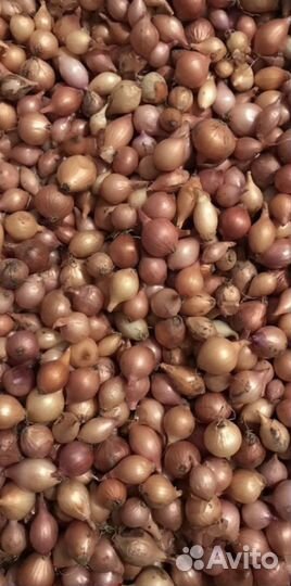 Лук для посадки