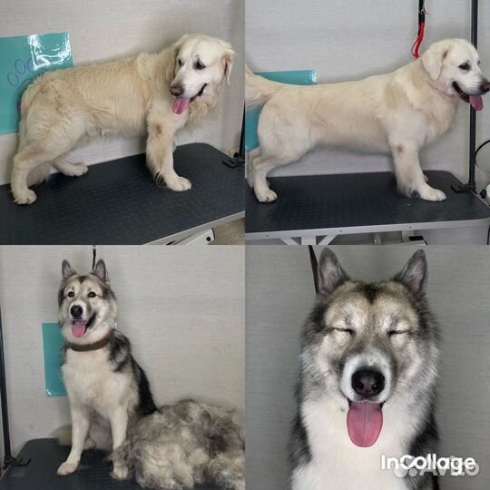 Груминг собак крупных пород