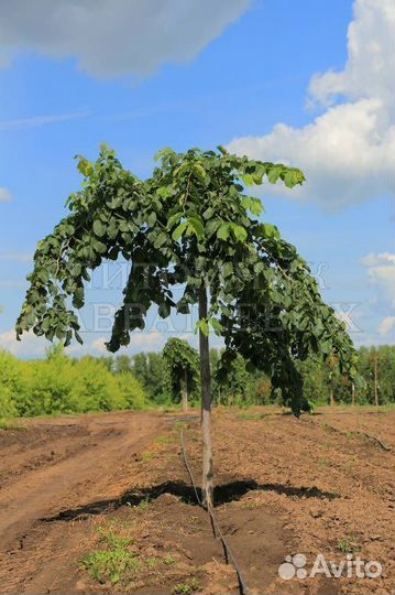 Вяз шершавый