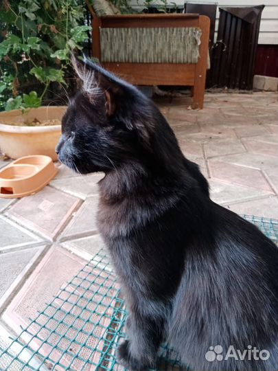 Чёрный котик 5 месяцев