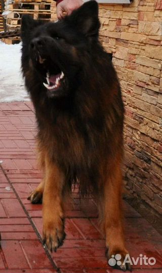 Немецкая овчарка вязка