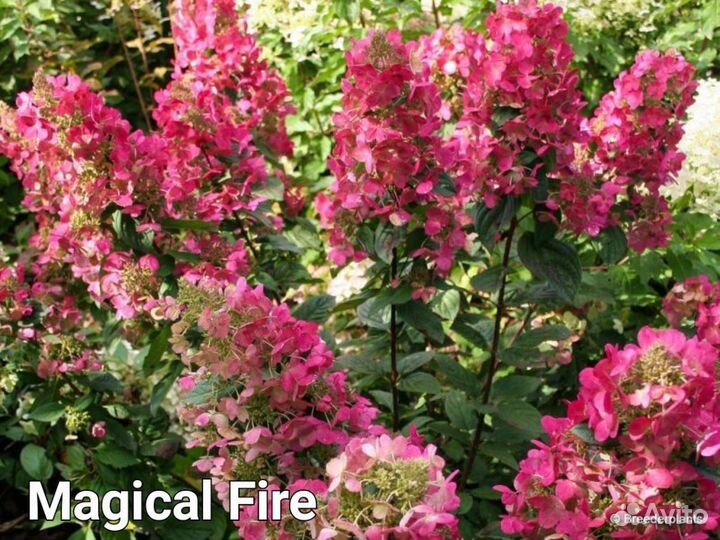 Гортензия Magical Fire