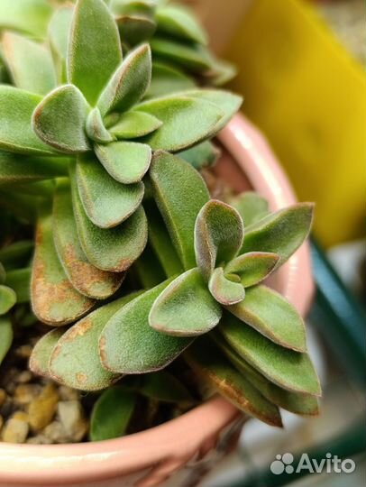 Садик крассул