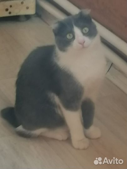 Кошки бесплатно