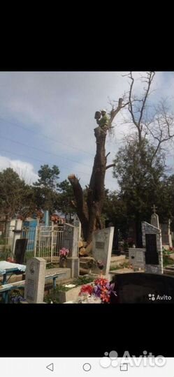 Спил деревьев