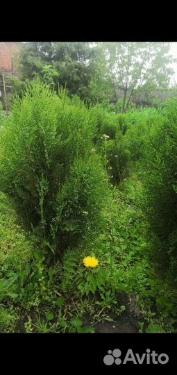 Туи в наличии