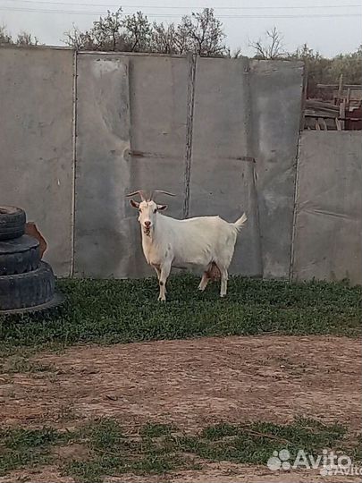 Козел на племя