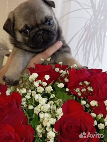 Щенки мопса