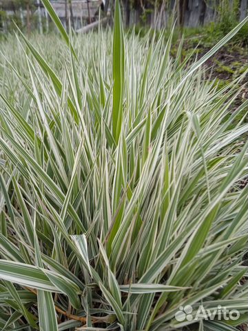 Декоративные злаки