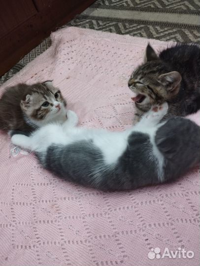 Шотландские котята
