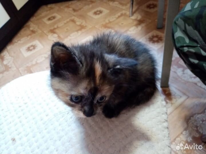 Кошечка в добрые руки