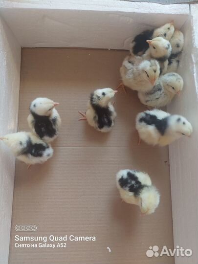 Цыплята суточные австралорп