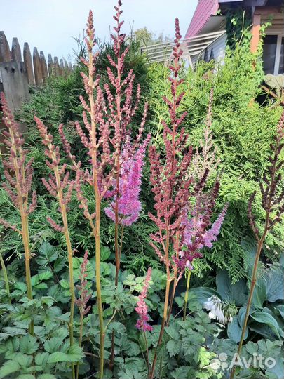 Многолетники садовые