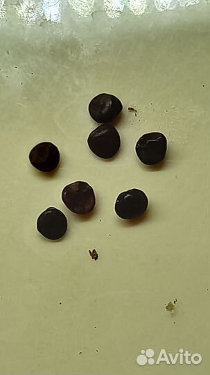 Батат семена