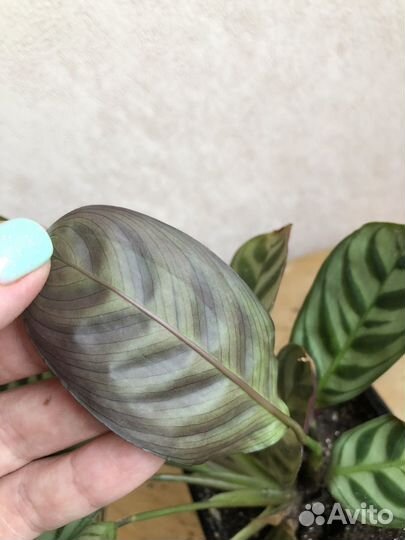 Ктенанта/калатея