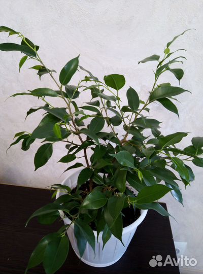 Фикус бенджамина