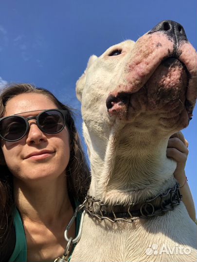 Выгул собак / Догситтер/Зооняня