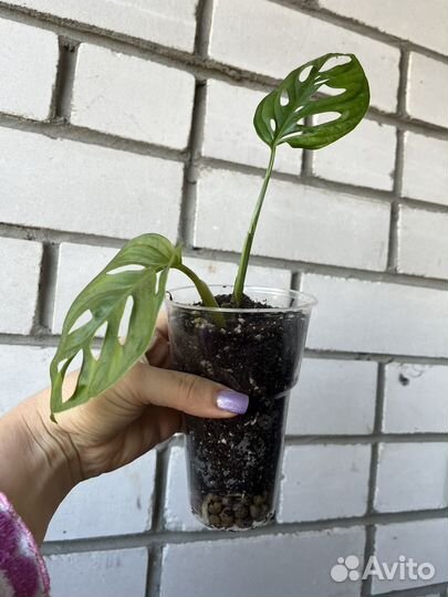 Монстера манки маск