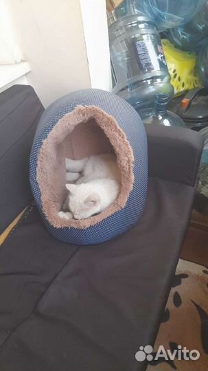 Кошка в дар бесплатно