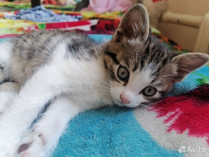 Котенок в дар