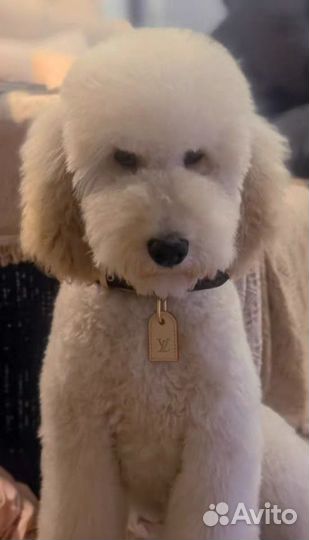 Ошейник Louis Vuitton