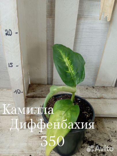 Комнатные цветы растение Диффенбахия 2 сорта