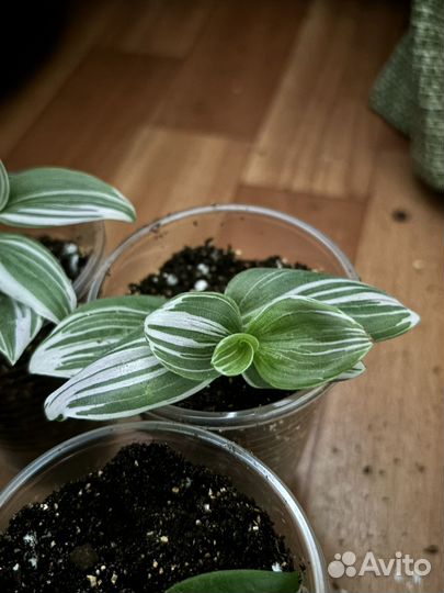 Комнатные растения цветы бесплатно