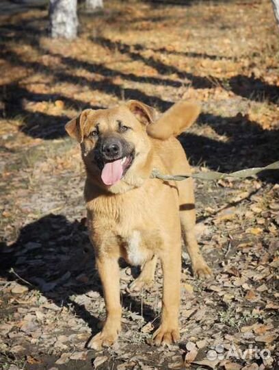 Сати в добрые руки