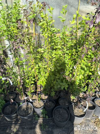 Миндаль декоративный Луизиания трёхлопастная