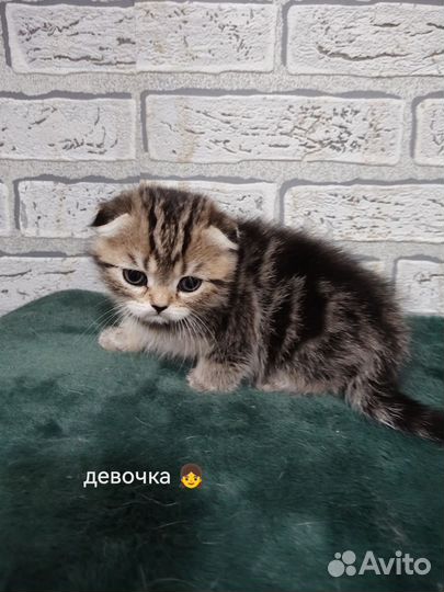 Шотландская