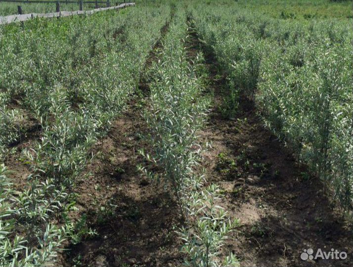 Саженцы облепихи сортовой