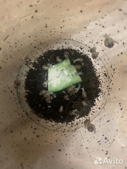 Улитки ахатины фулики альбино малыши