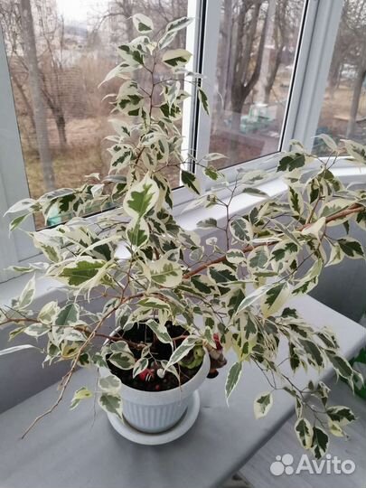 Фикус бенджамина