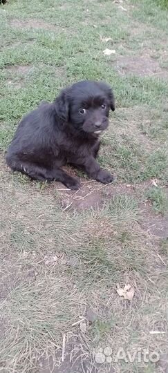 Щенок маленькой собаки в добрые руки